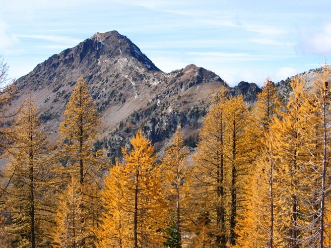 In the larches, of course I took more pictures, any time I could find a patch of larches that hadn't shed too many needles.